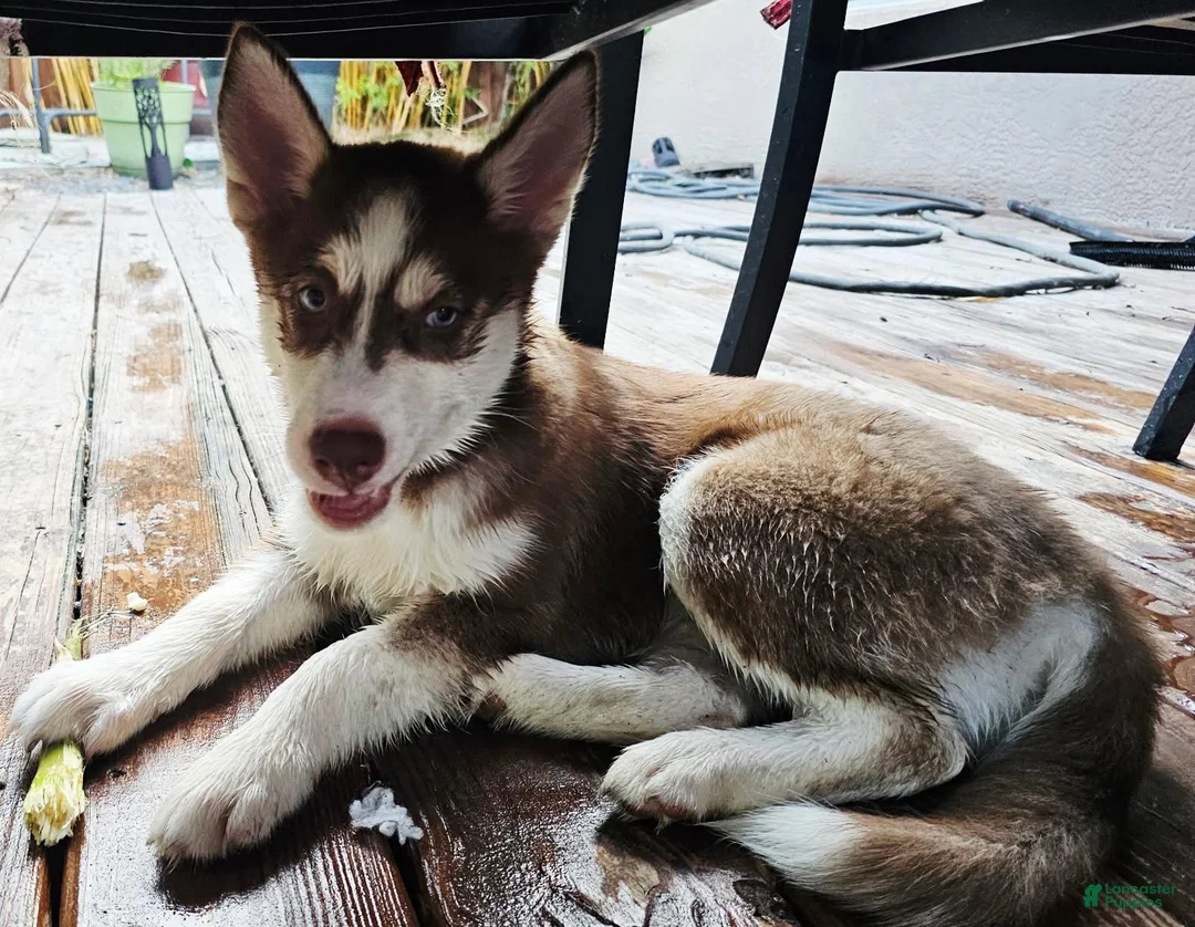 Pomsky dogs for sale: Scout - Ad 2