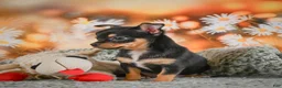 Chihuahua dogs for sale: Darla - Ad 7
