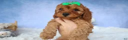 Cavapoo dogs for sale: TRAVIS - Ad 17