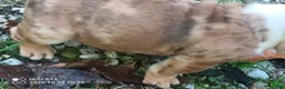 French Bulldog dogs for sale: English bull dog  - Ad 7