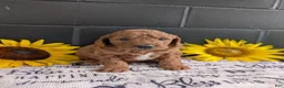 Mini Goldendoodle dogs for sale: Mini-Marko - Ad 6