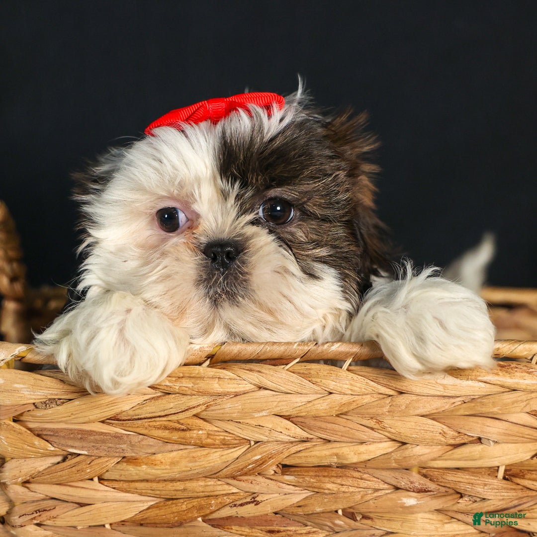 Shih Tzu dogs for sale: ROSIE - Ad 9