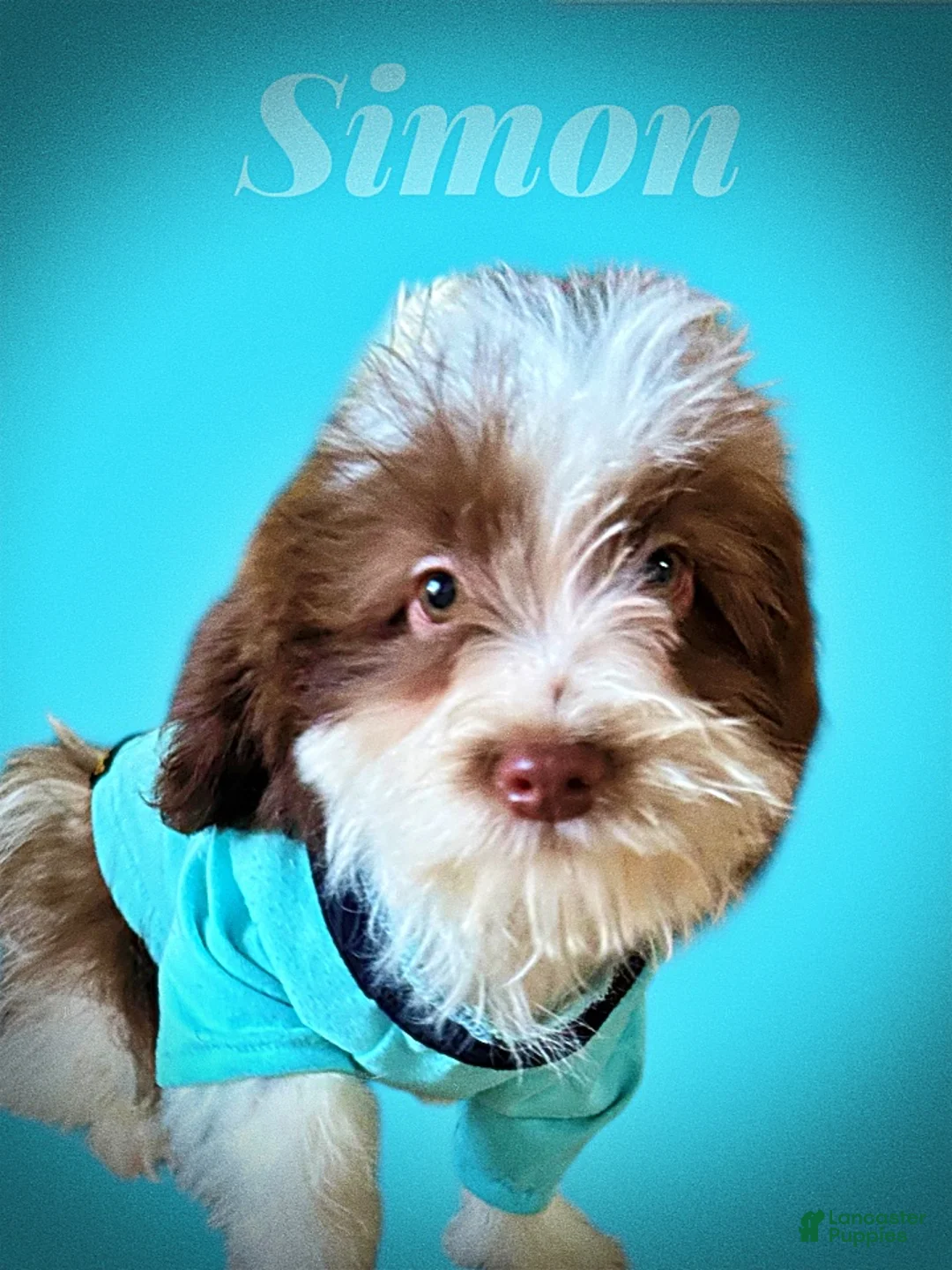 Havapoo dogs for sale: Simon - Ad 27