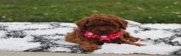 Toy Poodle dogs for sale: Kali - Ad 2