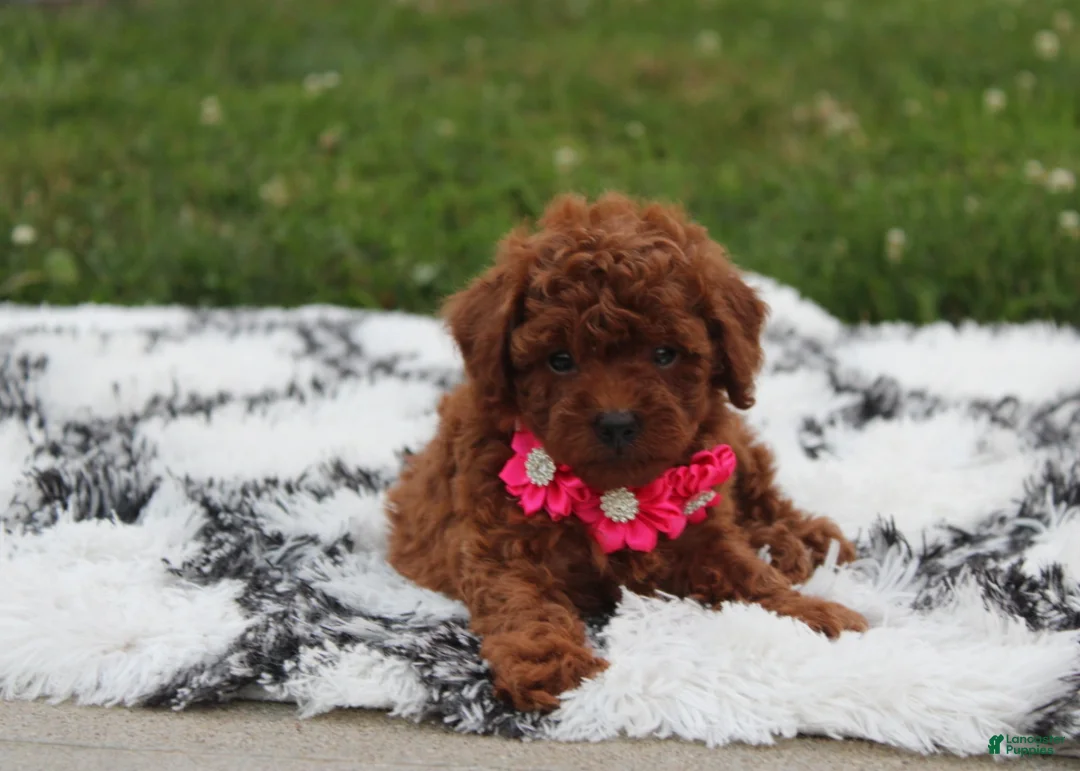 Toy Poodle dogs for sale: Kali - Ad 2
