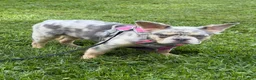 French Bulldog dogs for sale: Sophie - Ad 4