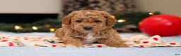 Goldendoodle dogs for sale: Florenzo - Ad 7