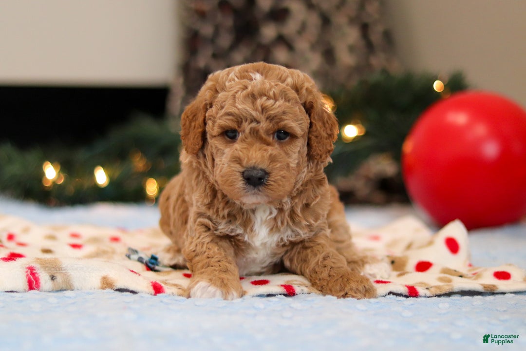 Goldendoodle dogs for sale: Florenzo - Ad 7