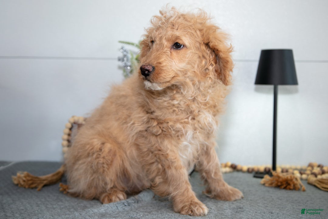 Mini Goldendoodle dogs for sale: Myles - Ad 3