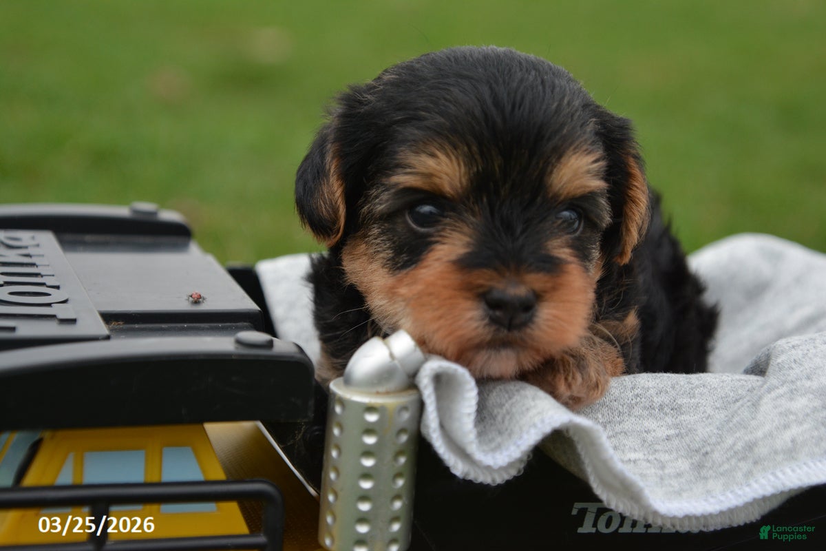 Yorkiepoo dogs Teddy - Ad 1