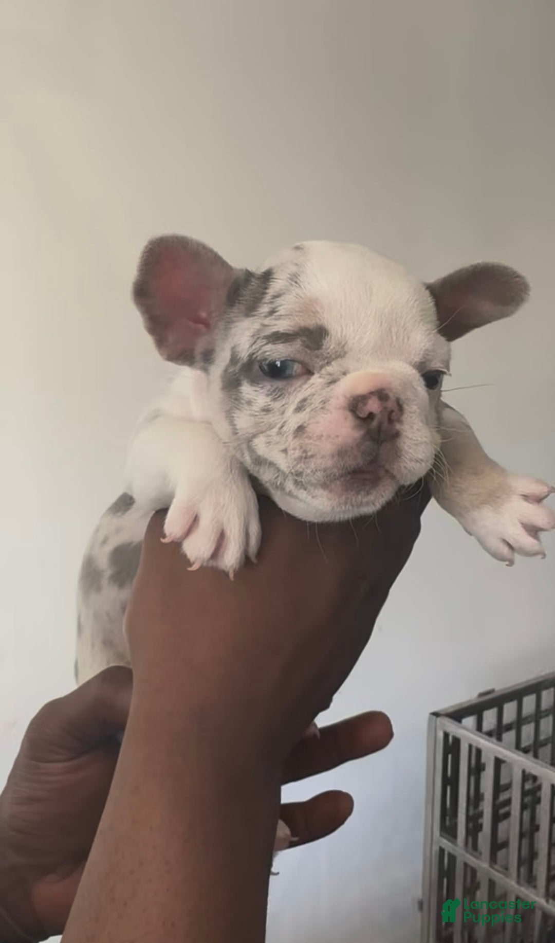 French Bulldog dogs for sale: Monroe  - Ad 4