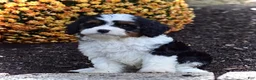 Cavapoo dogs for sale: Diesel  - Ad 5