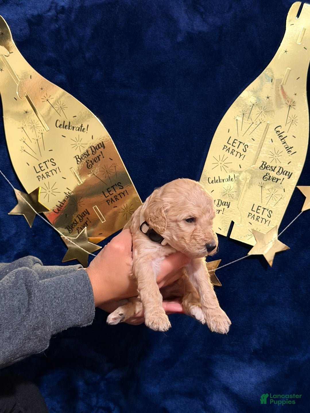 Goldendoodle dogs for sale: Goldendoodle Puppy 11 - Ad 1