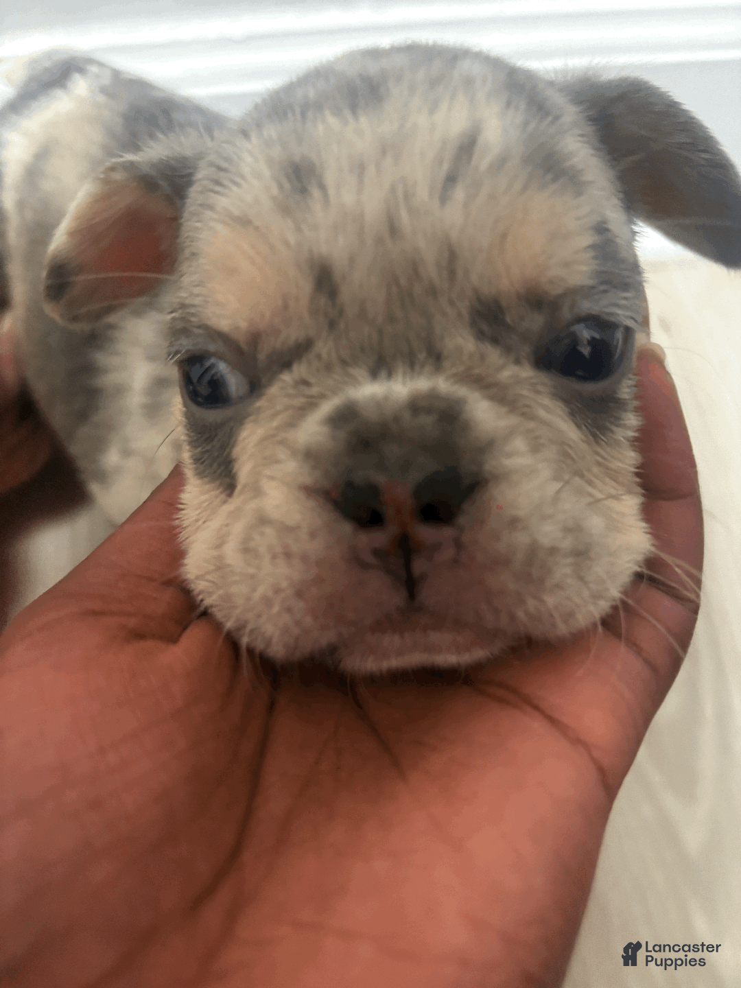 French Bulldog dogs for sale: mylo - Ad 2