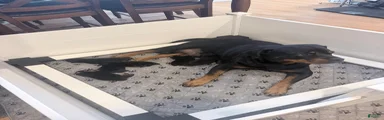 Rottweiler 1