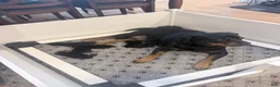 Rottweiler dogs for sale: Rottweiler 1 - Ad 1