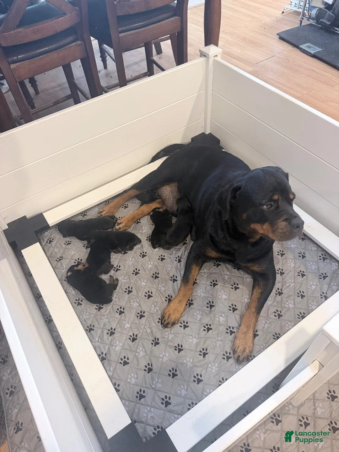 Rottweiler dogs for sale: Rottweiler 1 - Ad 1
