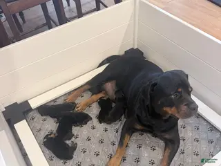 Rottweiler dogs Rottweiler 1 - Ad 22