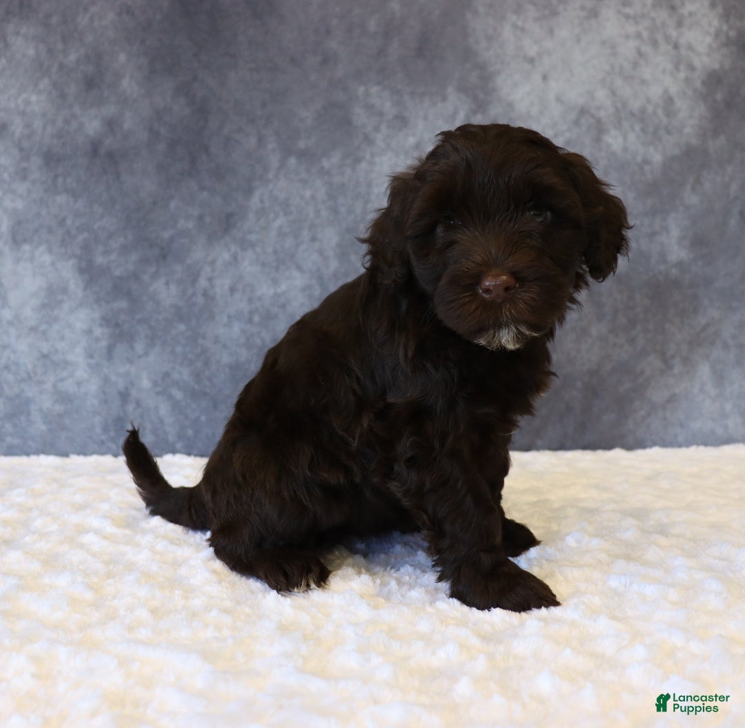 Portuguese Water Dog dogs for sale: Tiffany - Ad 3