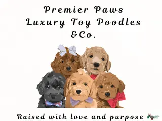 Toy Poodle dogs Toy Poodle Puppy 3 - Ad 8