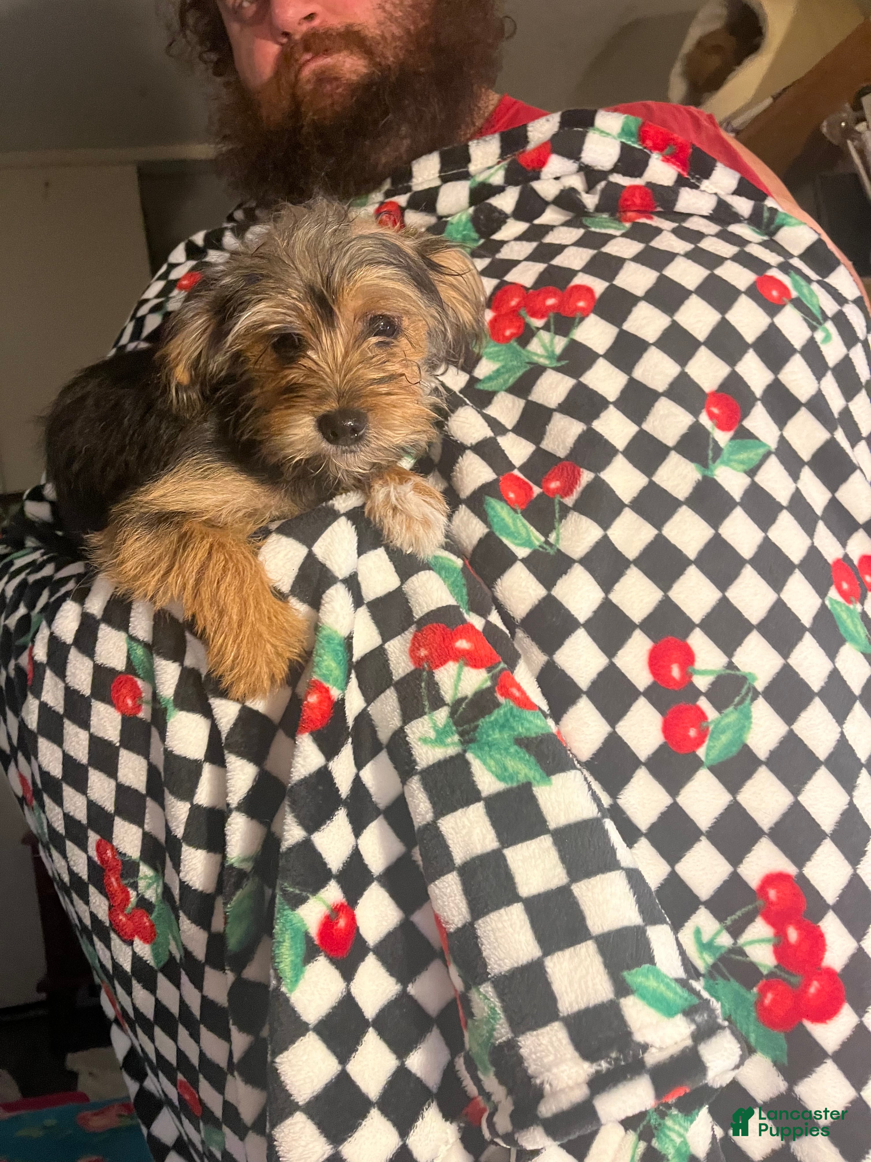Shorkie dogs Shorkie Puppy 1  - Ad 2