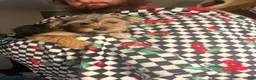 Shorkie dogs for sale: Shorkie Puppy 1  - Ad 2
