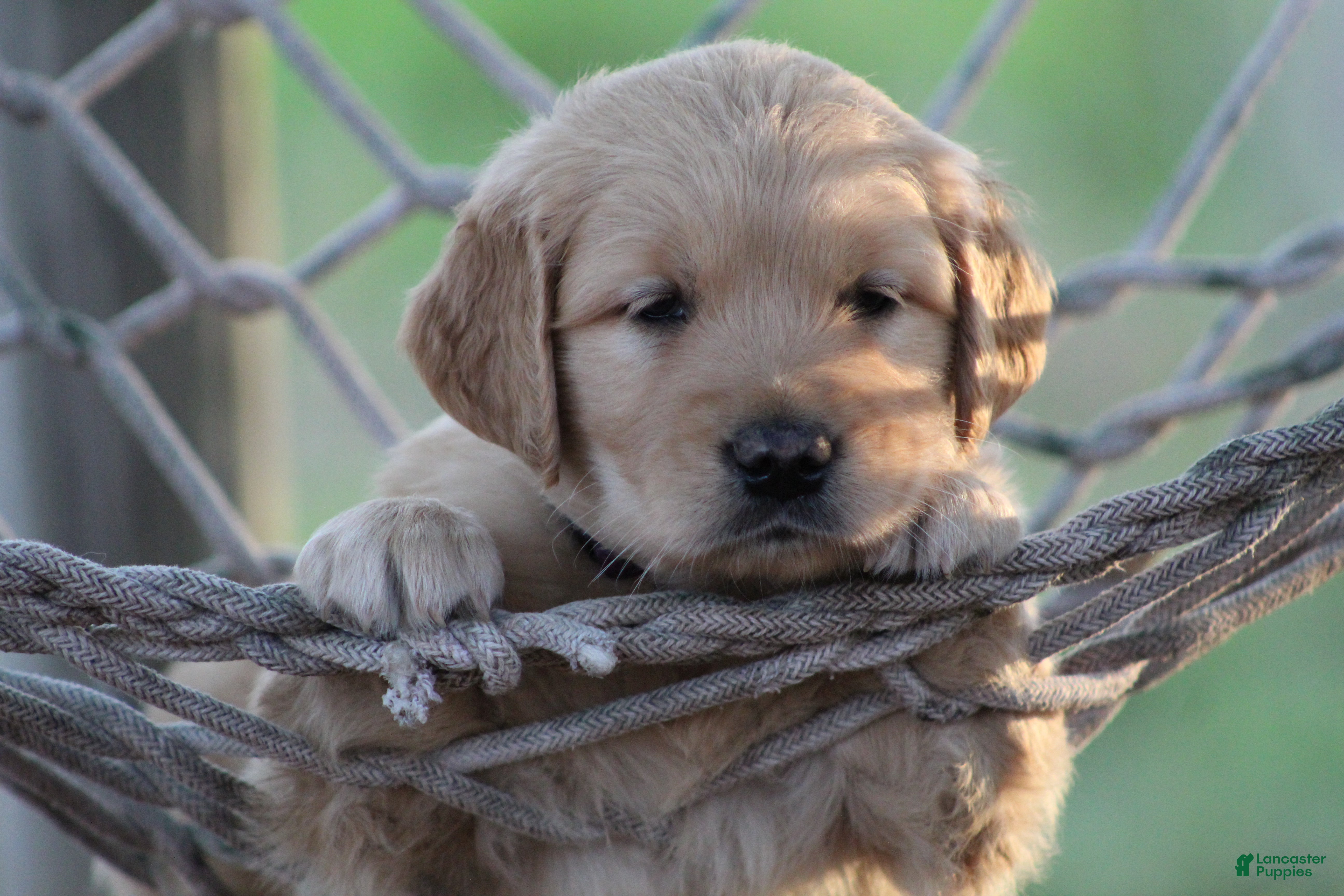 Golden Retriever dogs Amber - Ad 1
