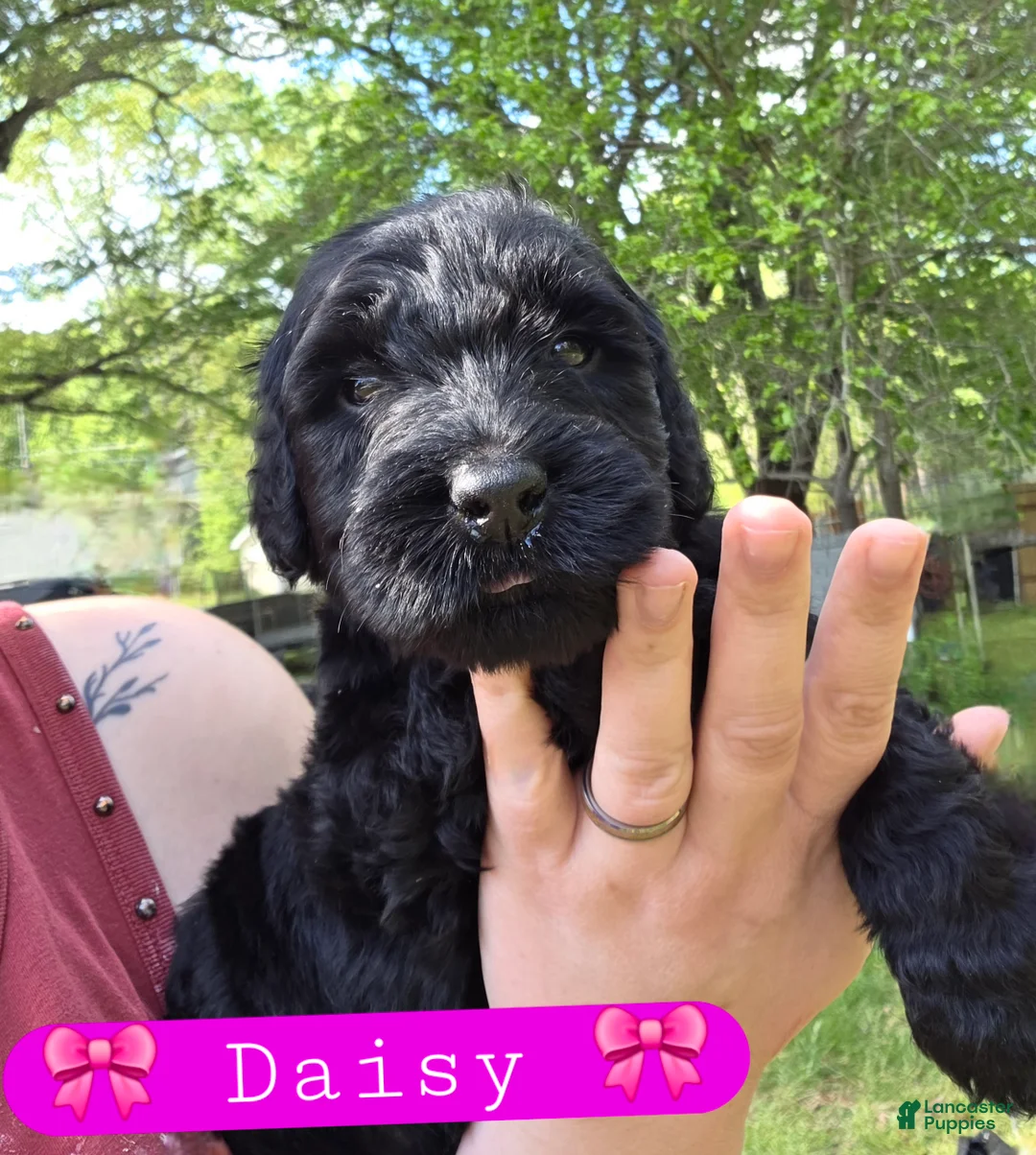 Giant Schnauzer dogs for sale: Giant Schnauzer Daisy - Ad 1