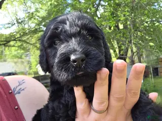 Giant Schnauzer dogs Giant Schnauzer Daisy - Ad 7