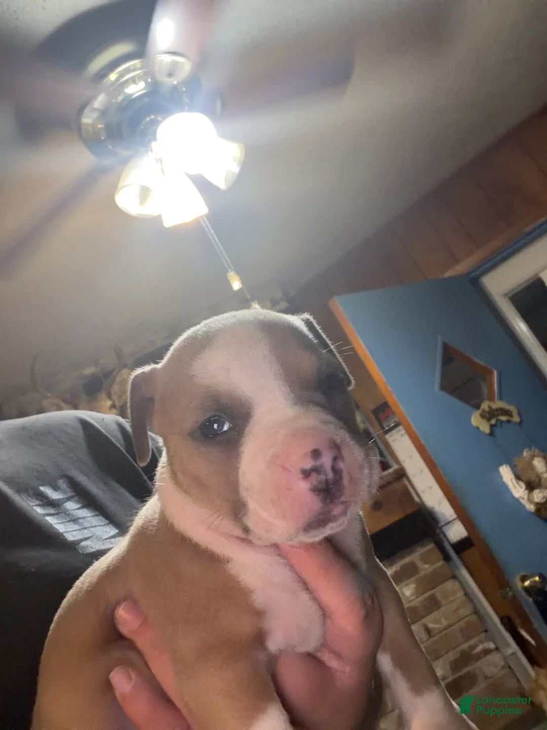 American Bully dogs for sale: American Bully 4 - Ad 2