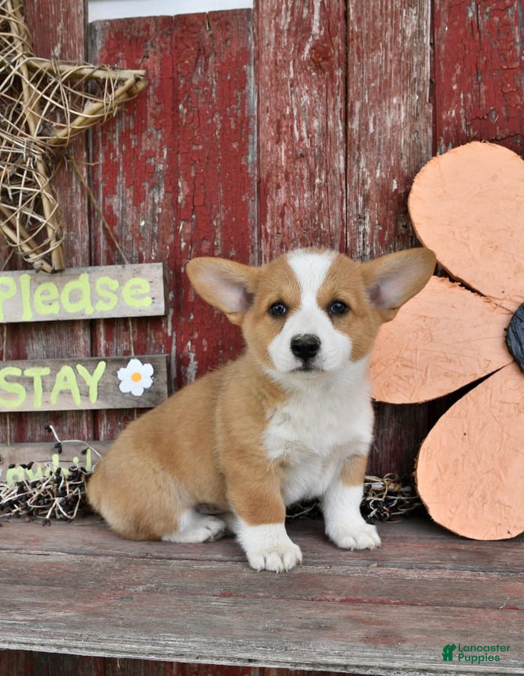 Gallery Image {{count}}