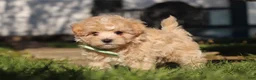 Maltipoo dogs for sale: Lane - Ad 10