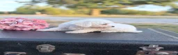 Bichon Frise dogs for sale: Bichon Frise - Mandie - Ad 3