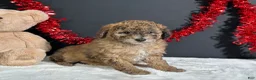 Miniature Poodle dogs for sale: Fern - Ad 5