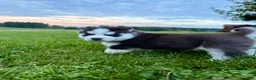 Siberian Husky dogs for sale: Bryce - Ad 9