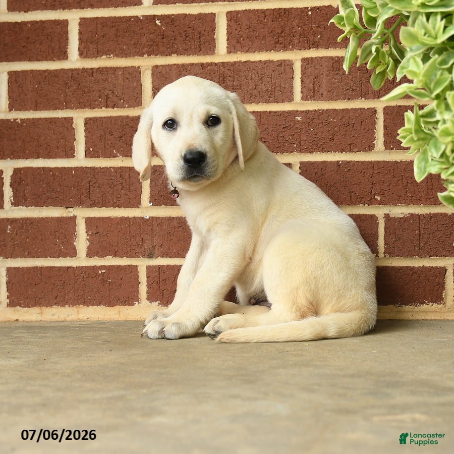 Labrador Retriever dogs Dolly - Ad 2