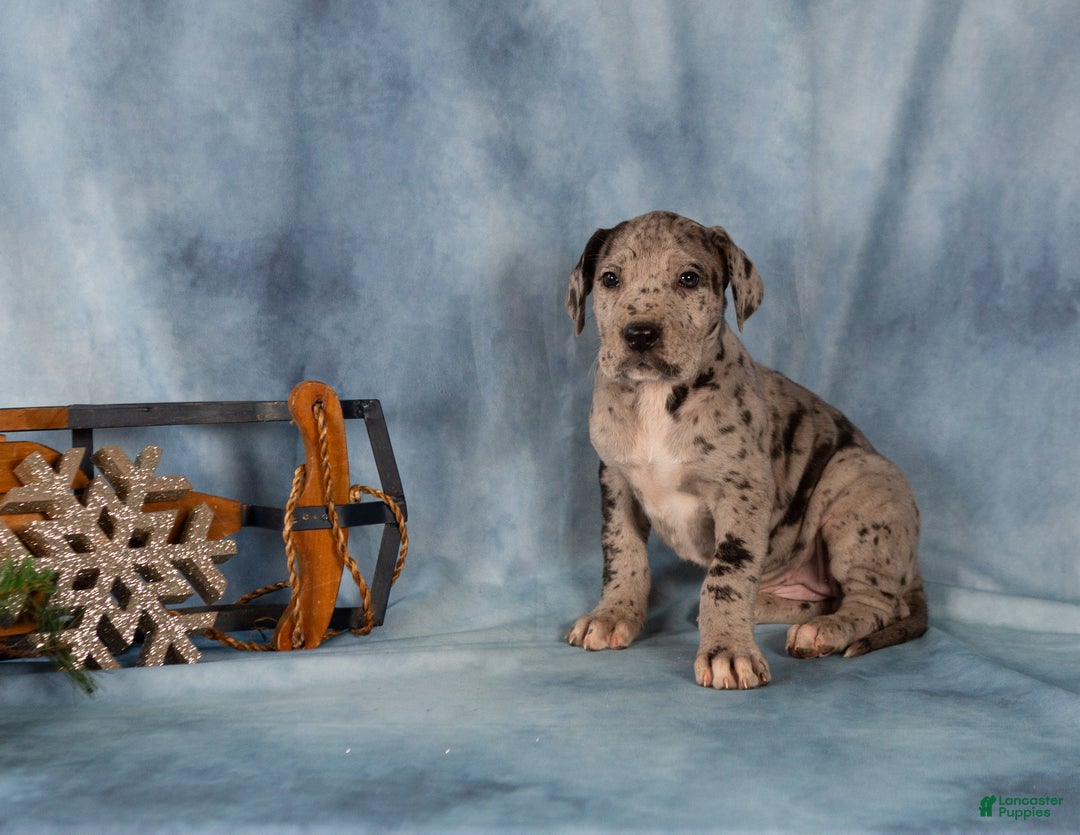 Great Dane dogs for sale: Daisy - Ad 1