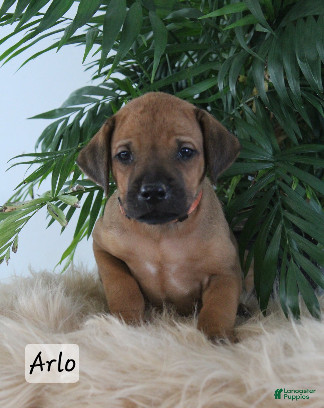 Rhodesian Ridgeback dogs for sale: Rhodesian Ridgeback Puppy 4 - Ad 5