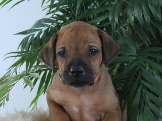Rhodesian Ridgeback dogs Rhodesian Ridgeback Puppy 4 - Ad 16