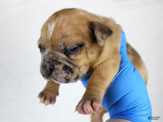 American Bully dogs Black Fawn Merle Female - Ad 42