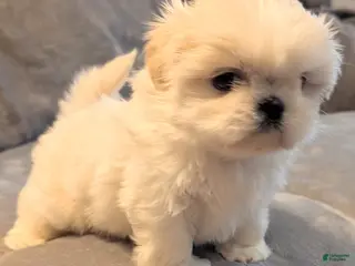 Shih Tzu dogs Sparrow - Ad 26