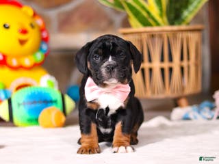 Mixed Breed dogs Faith - Ad 13