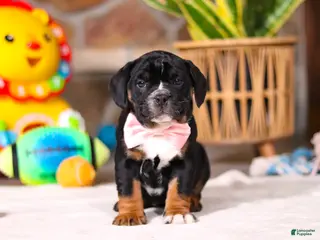 Mixed Breed dogs Faith - Ad 1