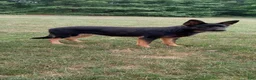 German Shepherd dogs for sale: Raven  - Ad 5