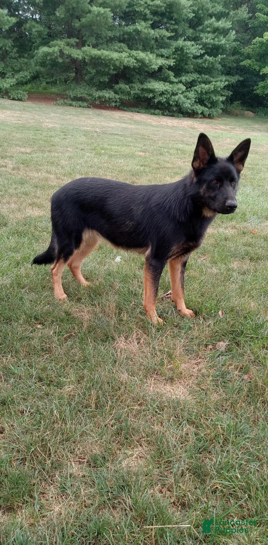 German Shepherd dogs for sale: Raven  - Ad 5