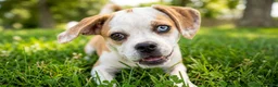 Puggle dogs for sale: Dutchess - Ad 5
