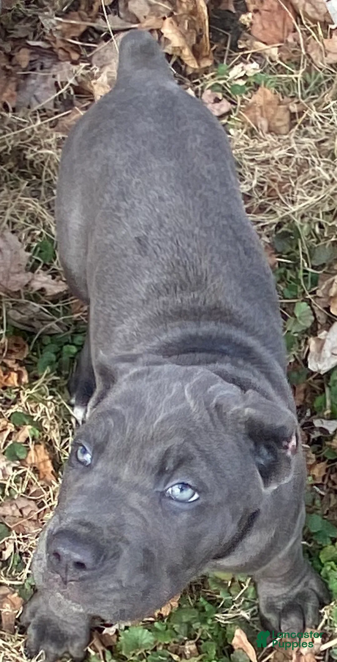 Cane Corso dogs for sale: Cane Corso Puppy 1 - Ad 1
