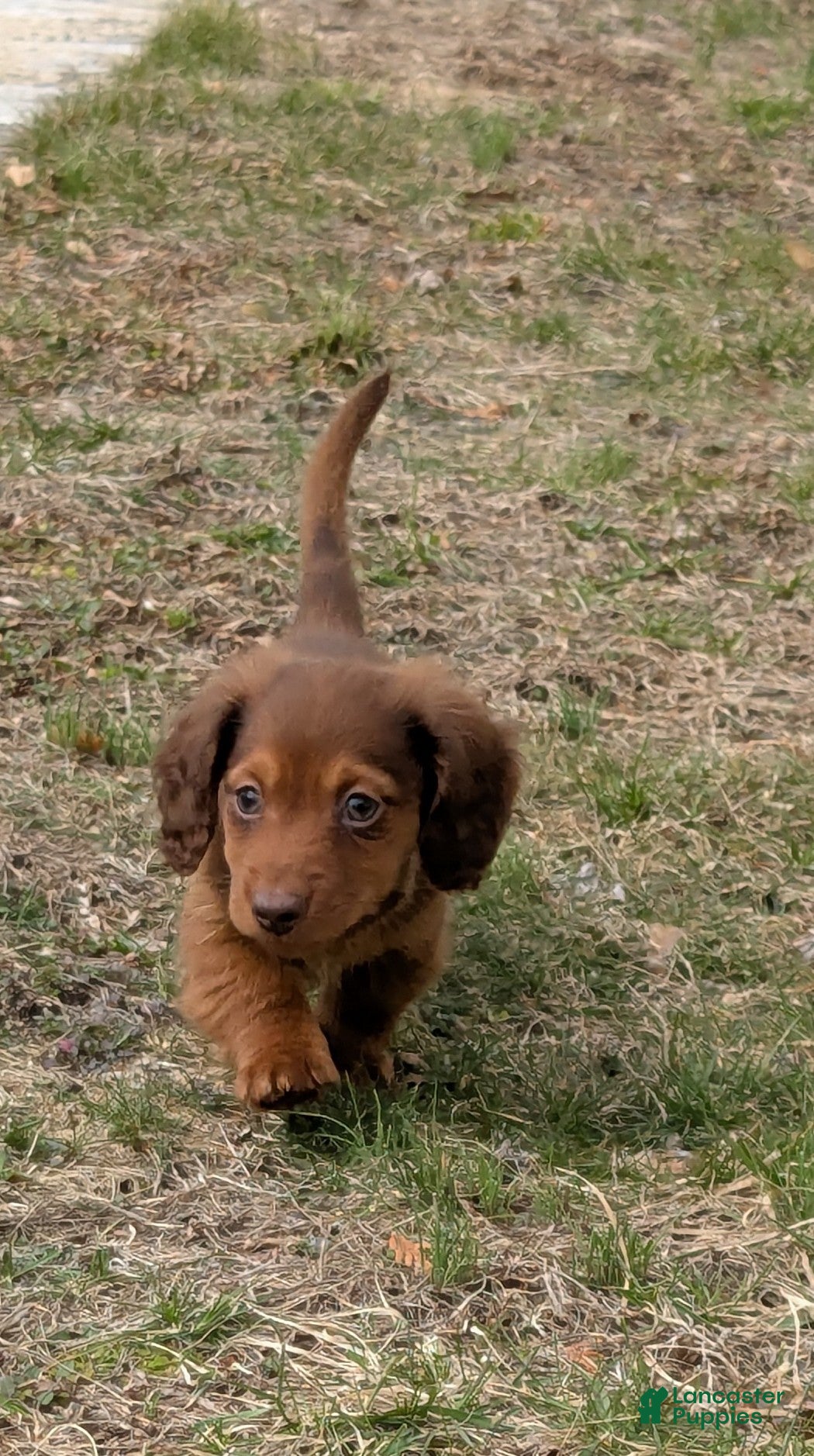 Golden Retriever dogs Doxie boy - Ad 25