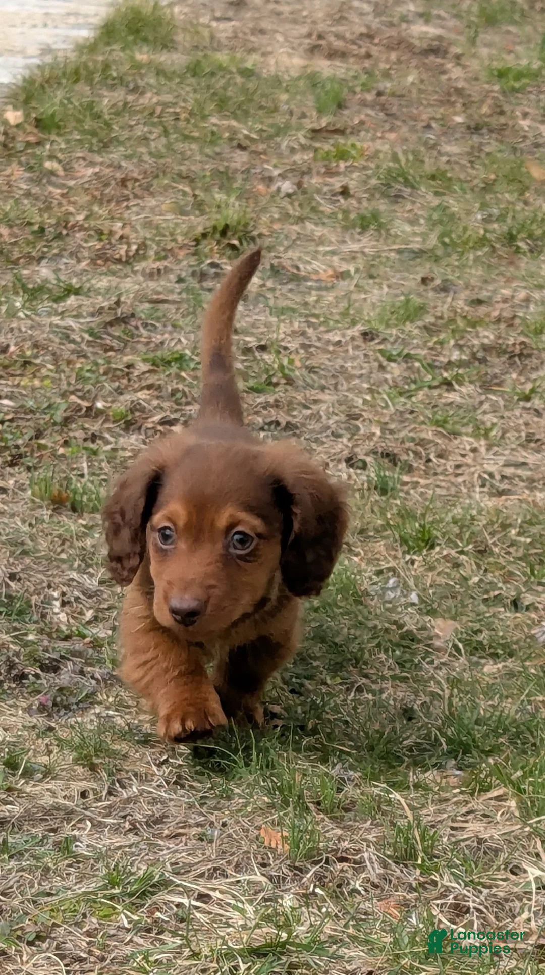 Golden Retriever dogs for sale: Doxie boy - Ad 1