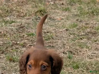 Golden Retriever dogs Doxie boy - Ad 25